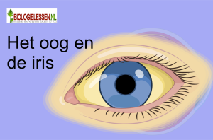 Het oog en de iris mavo