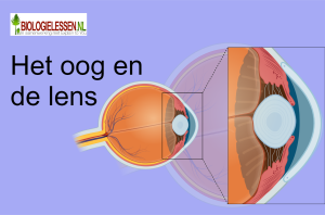 Het oog en de lens mavo