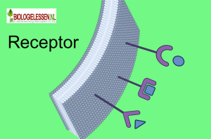 4 havo cellen receptor