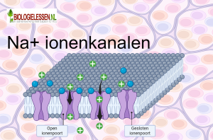 Na ionenkanalen