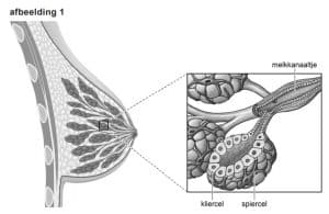borstvoeding