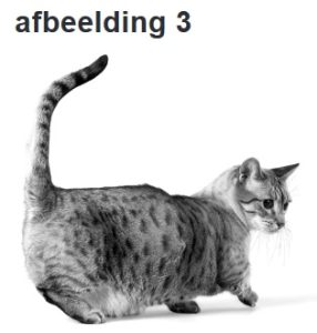 katten met korte pootjes