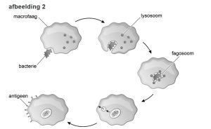 Cellen, weefsels en organen (SE) - Biologielessen.nl