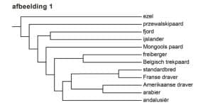 stamboom paard