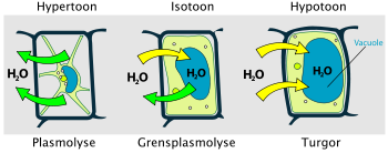 350px Turgor pressure on plant cells diagram nl.svg