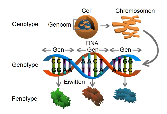 DNA hiearchie 1