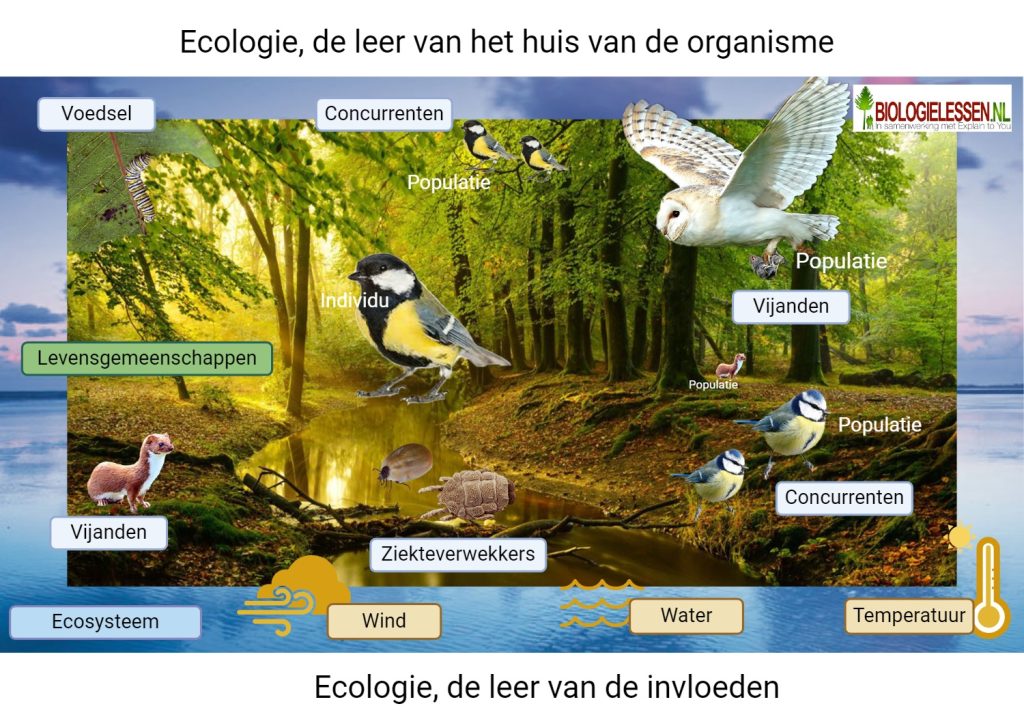 Ecosysteem Bos 2