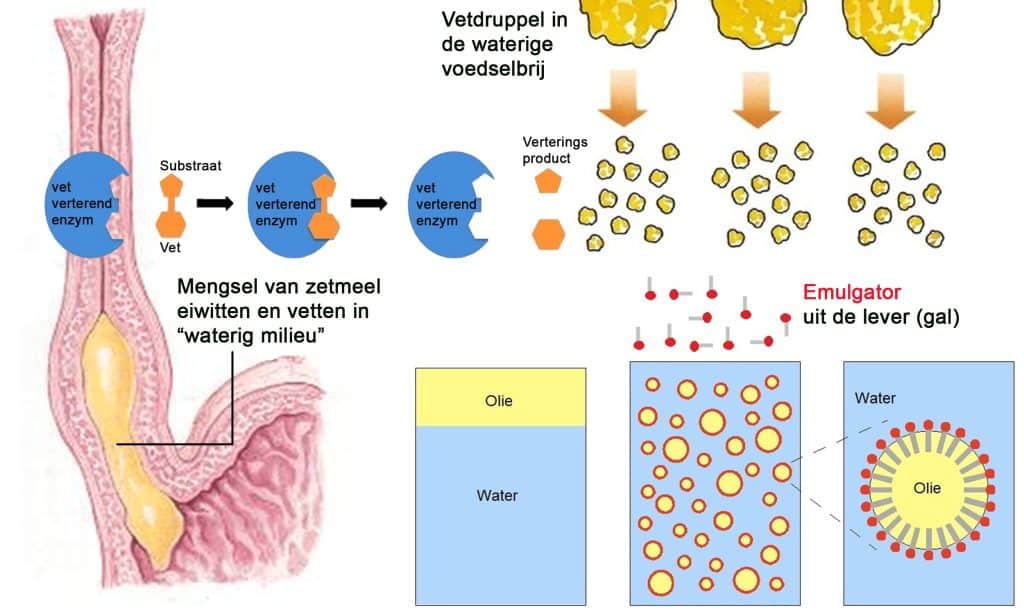 Emulgeren van vetten compilatie