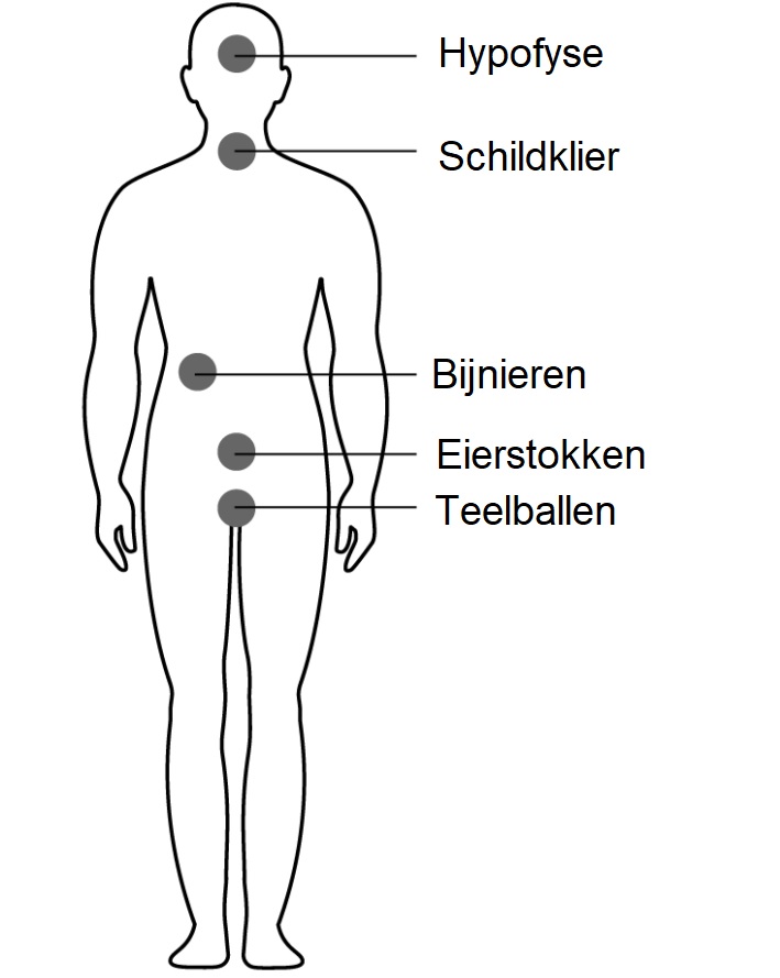 Hormoonklieren van het lichaam 1