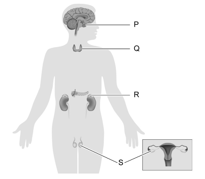 Hypofyse en nieren