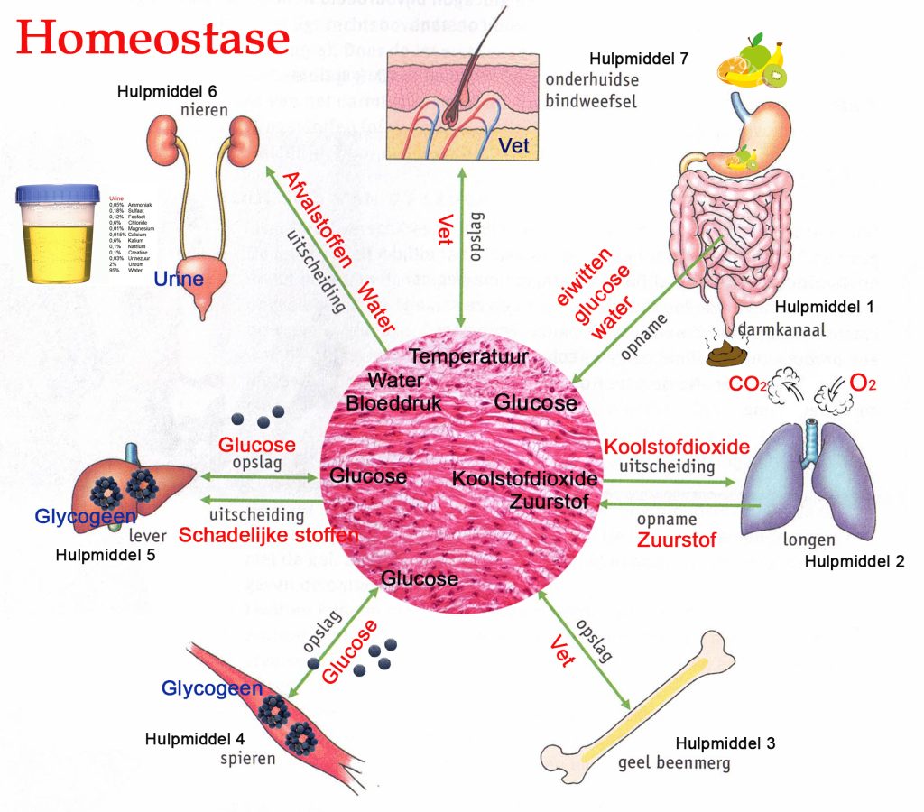 Inwendig milieu volgens Biologielessennl