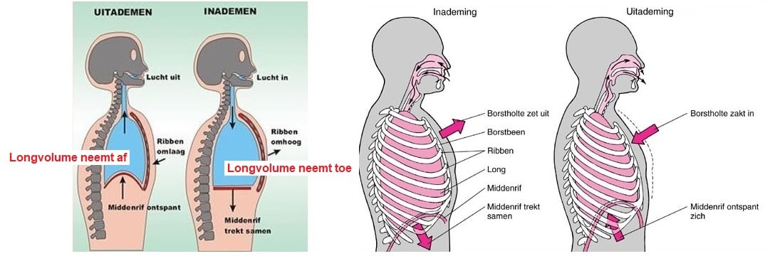 Gaswisseling SE Biologielessen nl gaswisseling-se-biologielessen-nl
