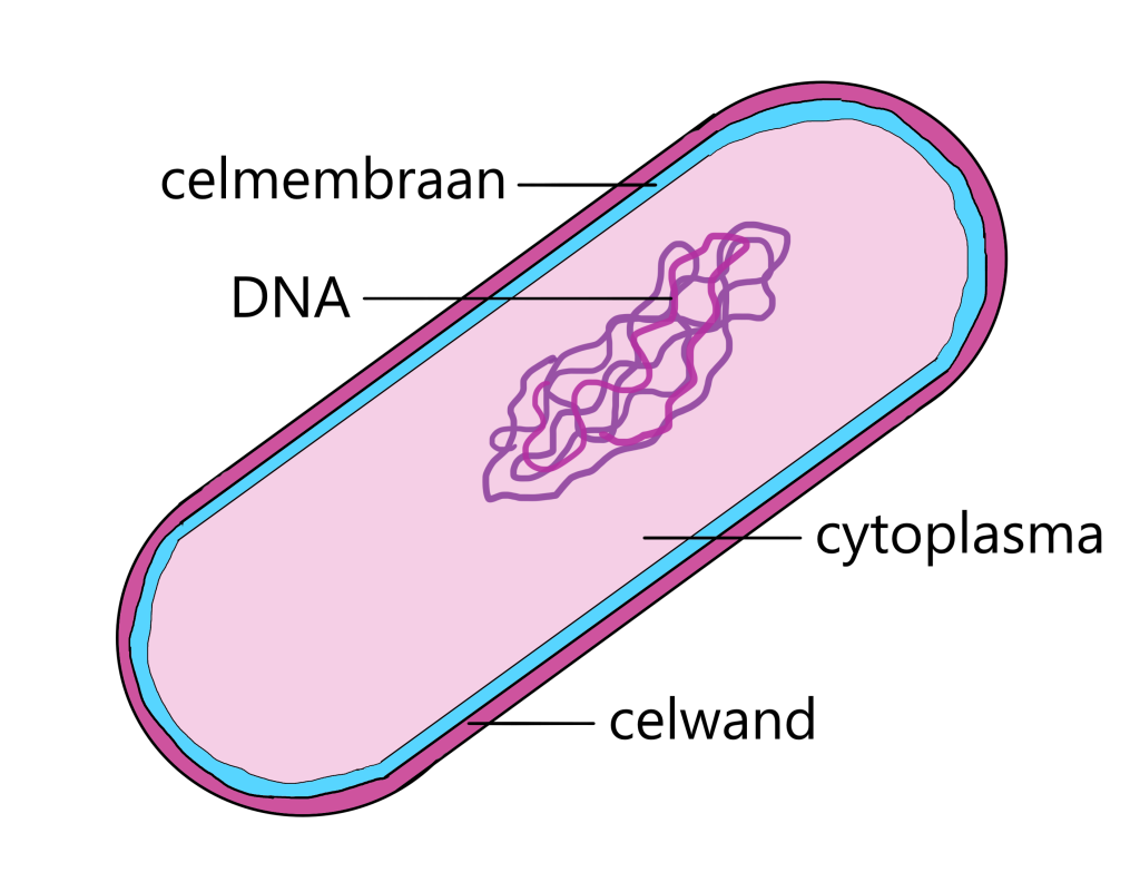 Onderdelen bacteriecel