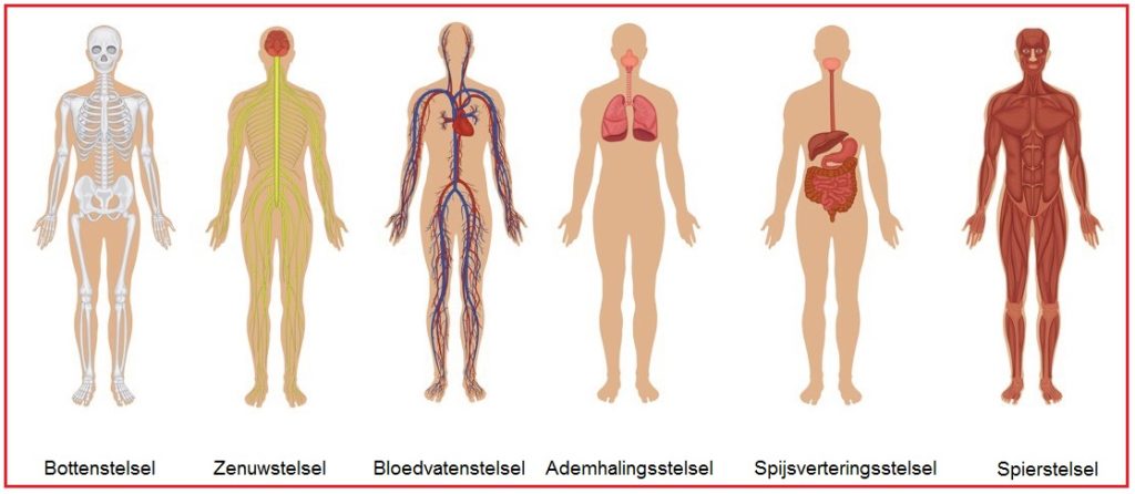 Orgaanstelsels