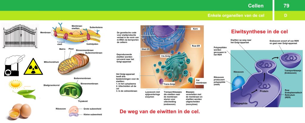 Organellenindecel