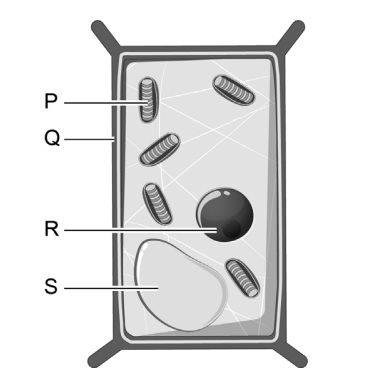 Plantencel