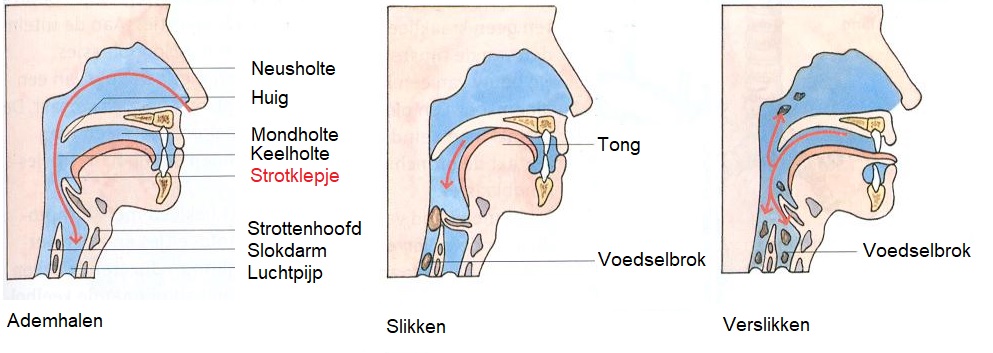 Strotklepje