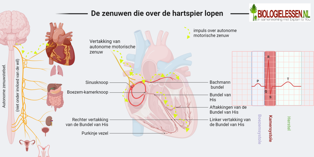 Zenuwen die de hartspier aansturen