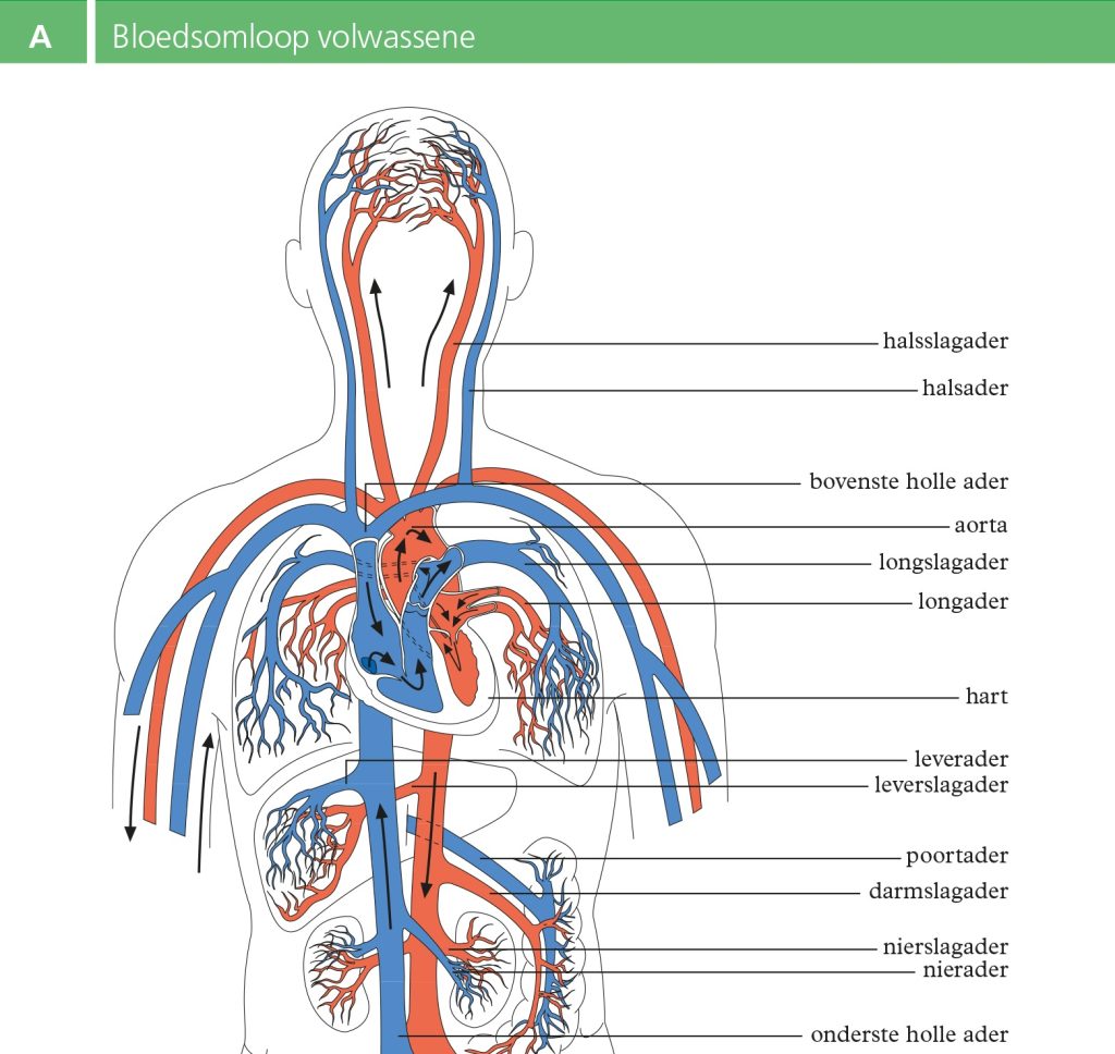 bloedsomloop