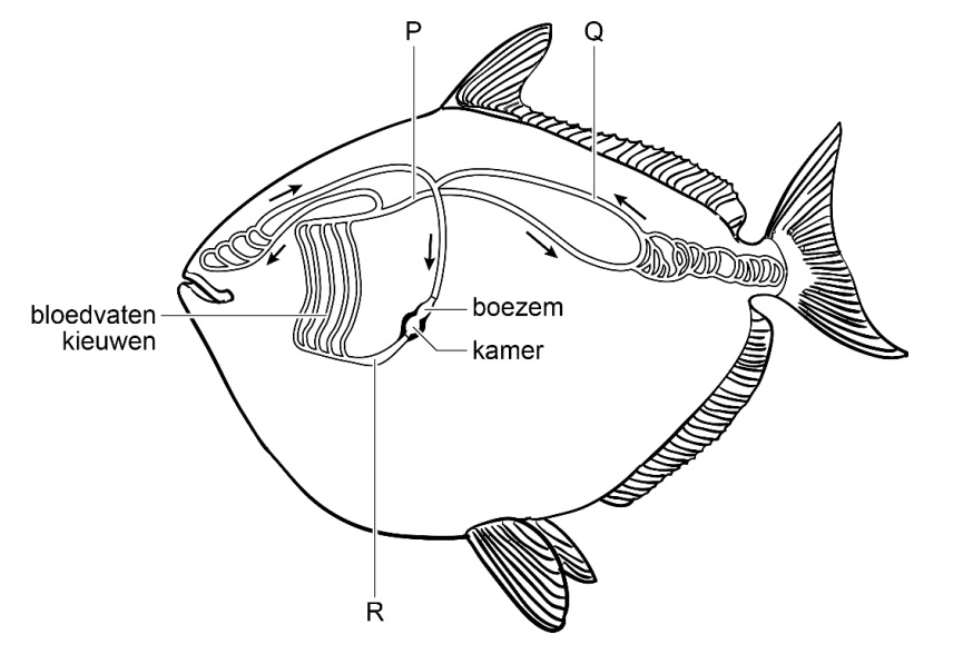 bloedstorrom bij vis
