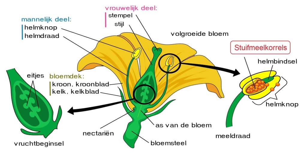 bloem 1