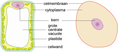 dierlijke en plantaardige cel 1