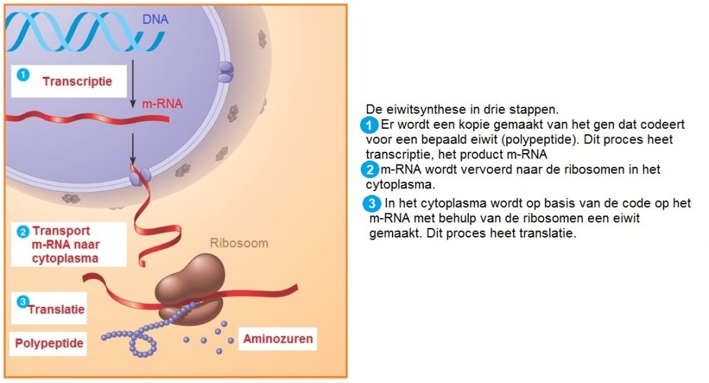 driestappentottranslatie2