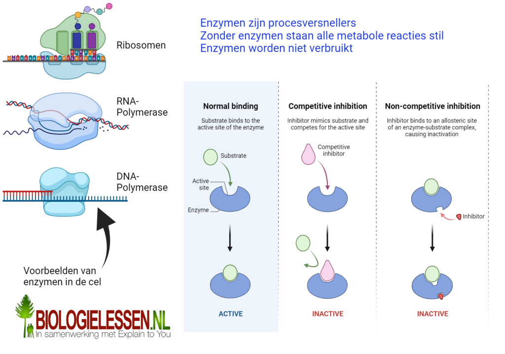 enzymwerking