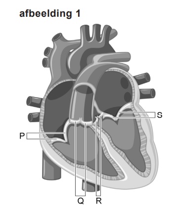 het hart