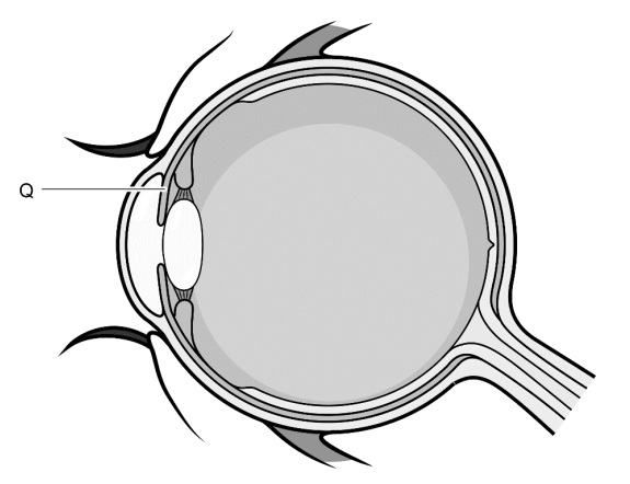 het oog2