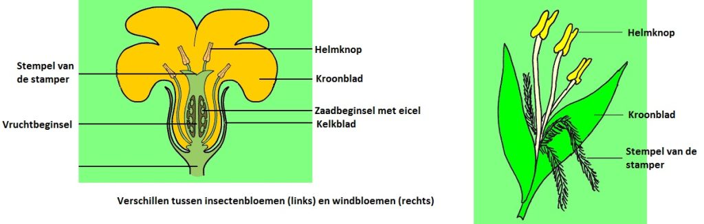 insectenbloemcompilatie