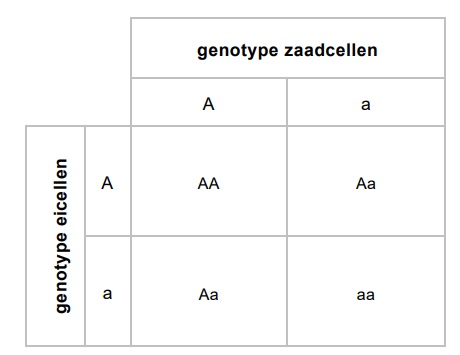 katje 1