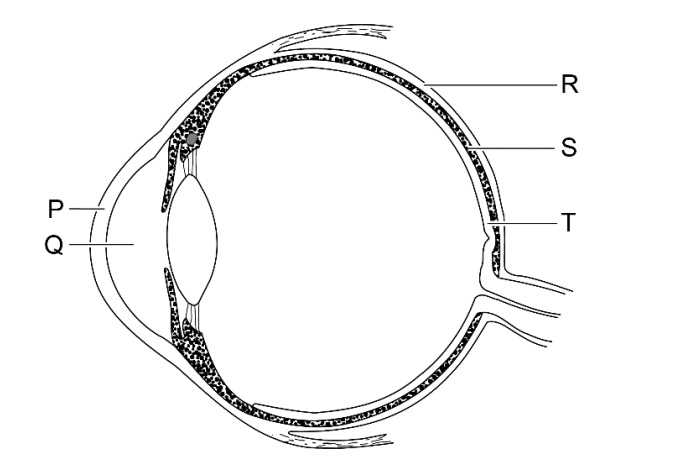 oog