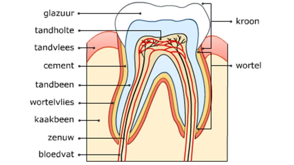 opbouw van de tand