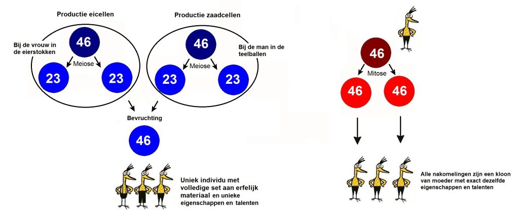 productie eicel en zaadcel 2