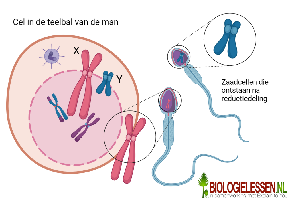 productie zaadcellen