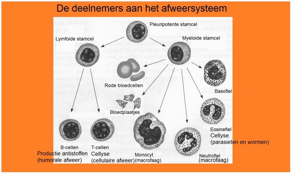 Deelnemers aan het afweersysteem