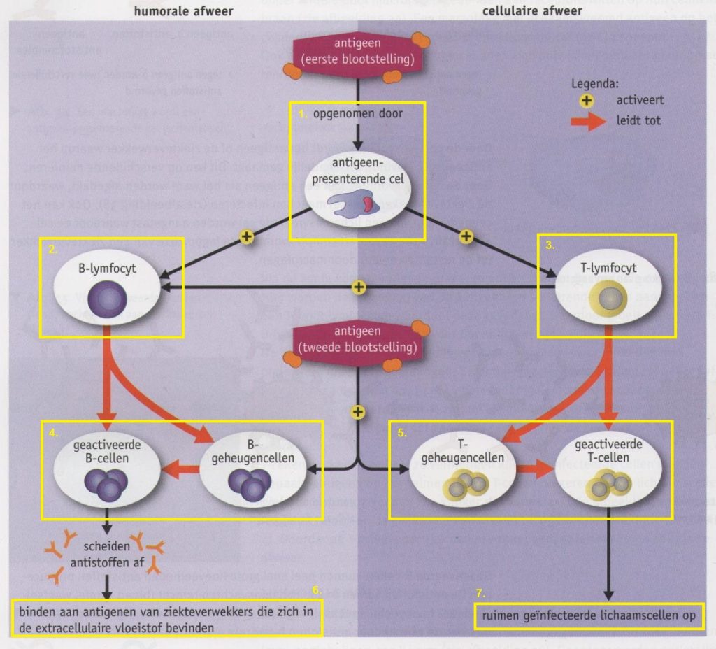 Dewerkingvanhetafweersysteem 1