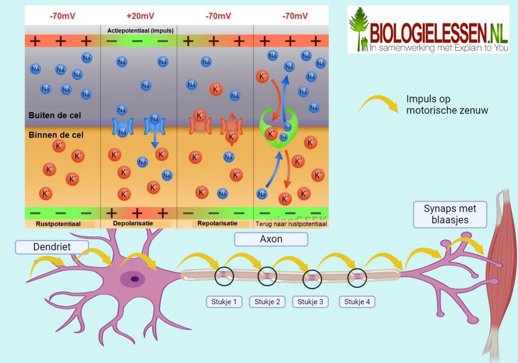 Fasen van de zenuwcel