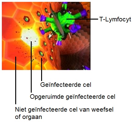 Genfecteerde cel