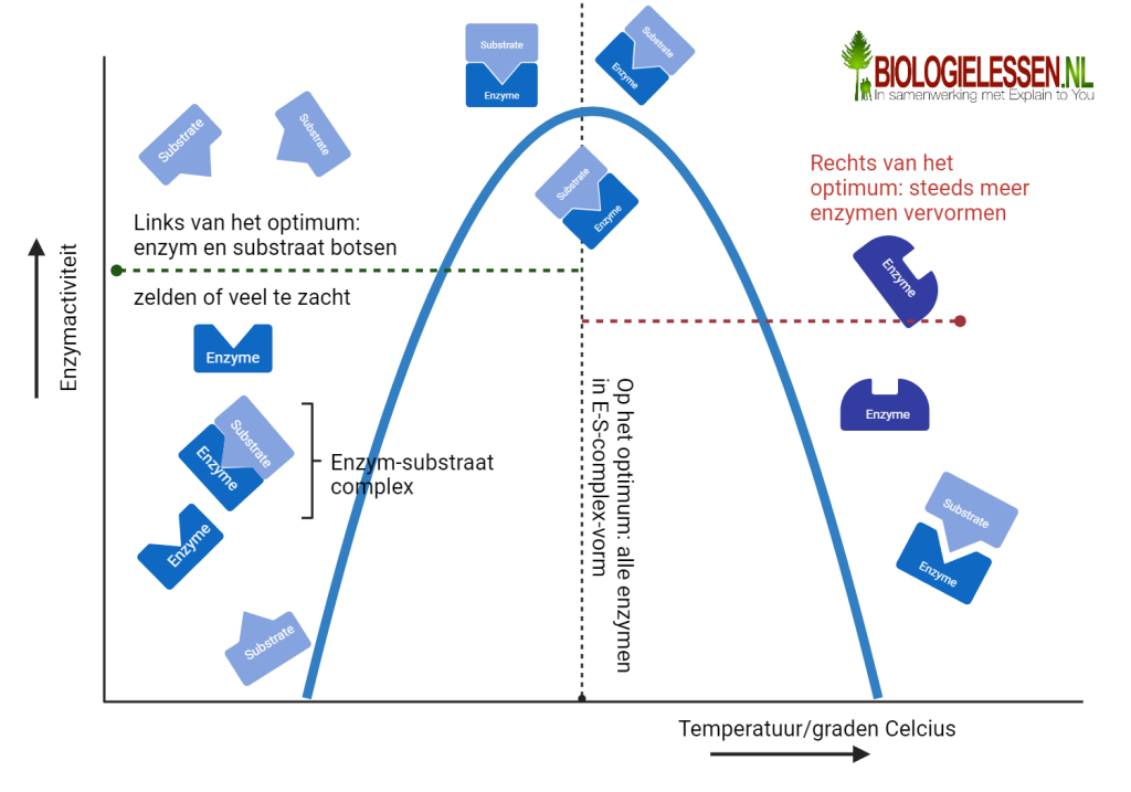 Optimumcurve enzymen 1