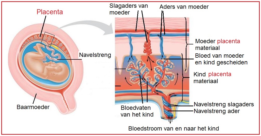 Placenta