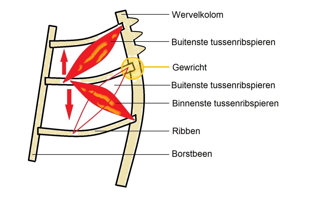 Tussenribspieren