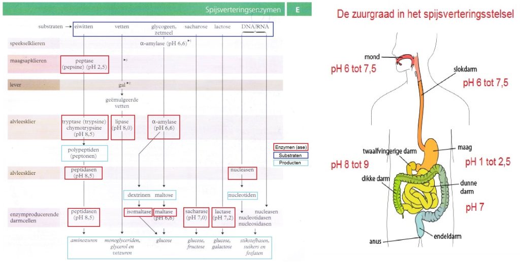 Verteringsenzymen substraat en product en zuurgraad 1