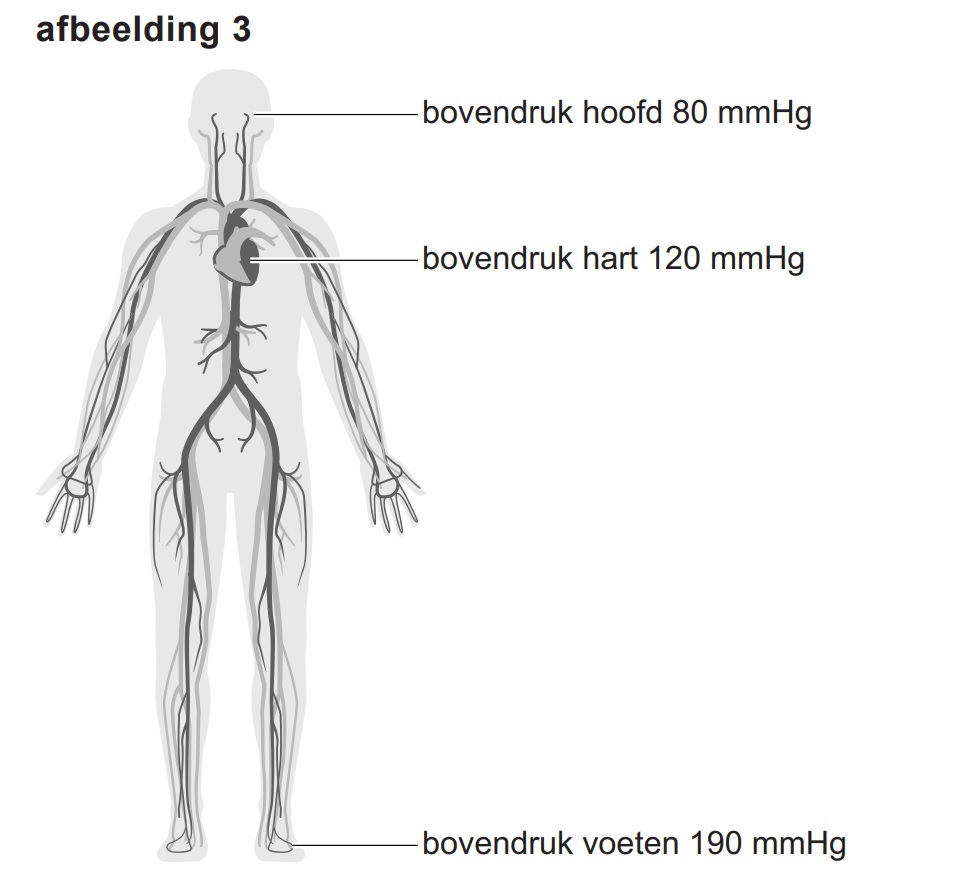 bloeddruk