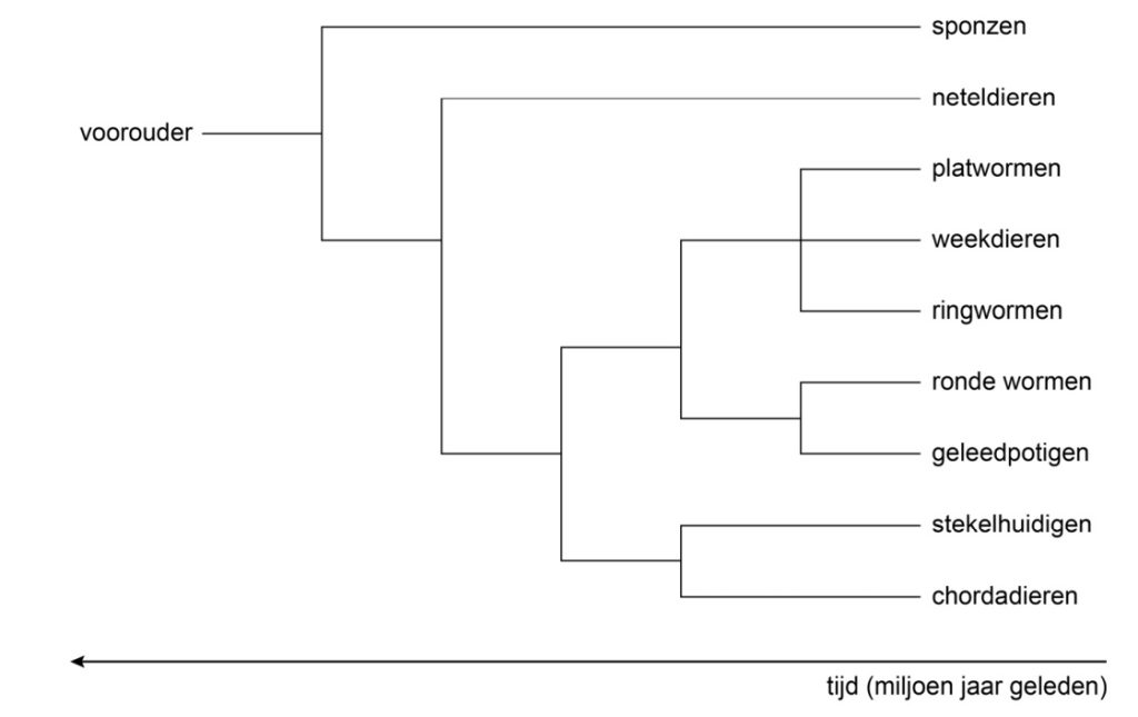 evolutiestamboom