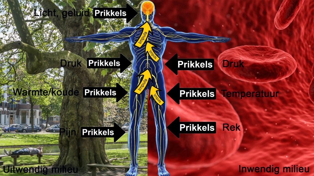 inwendig en uitwendige prikkels kopiren