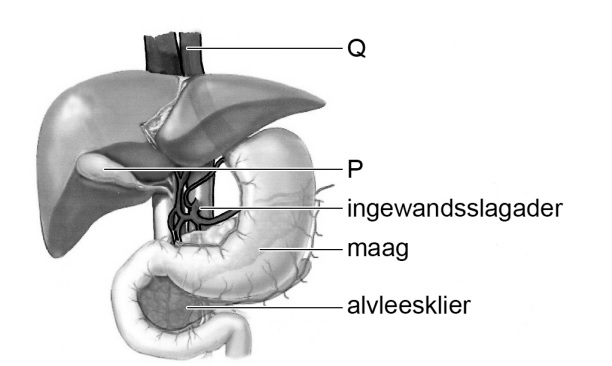 lever en bloedvaten