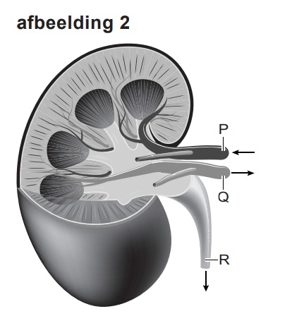 niertransplantatie