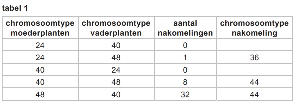 smeerwortel 1